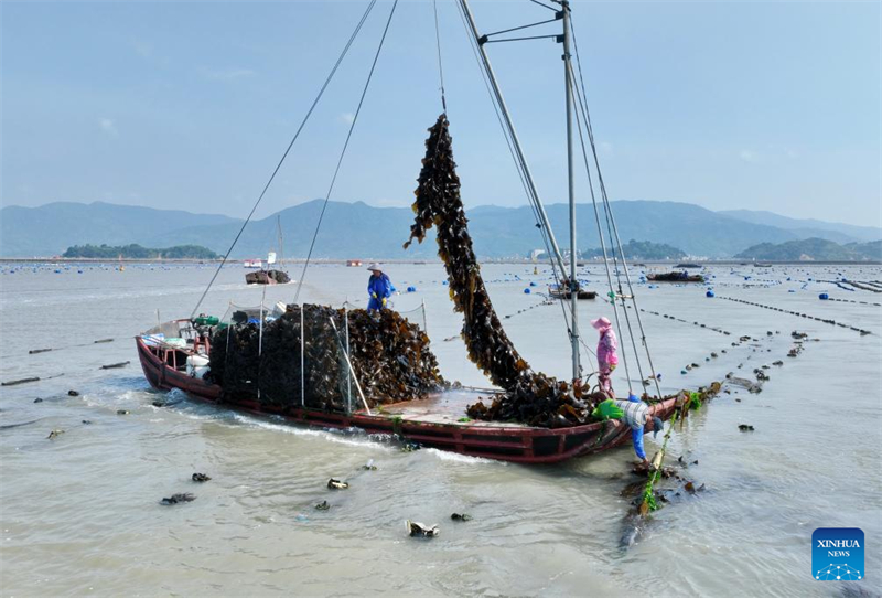 Fujian treibt Entwicklung der Meereskultur voran