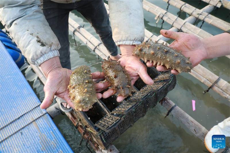 Fujian treibt Entwicklung der Meereskultur voran