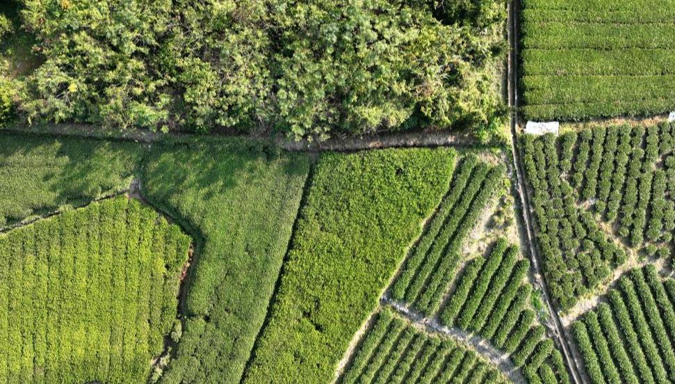 China hält zentrale Konferenz zur ländlichen Arbeit ab                    Die jährliche zentrale Konferenz zur ländlichen Arbeit hat von Montag bis Dienstag in Beijing stattgefunden und die Prioritäten für die ländliche Entwicklung des Landes im Jahr 2026 festgelegt.