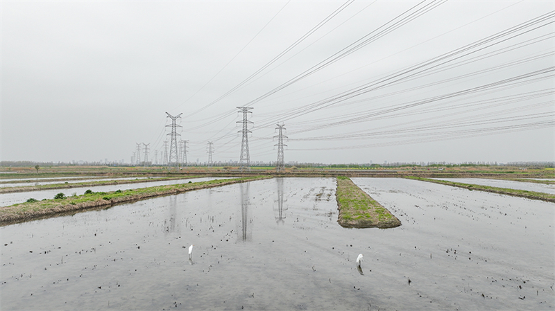 Erstmals brüten Orientalische Weißstörche am Chaohu-See in der Provinz Anhui